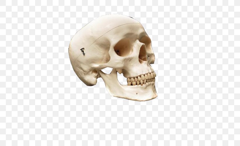 Human Skull Anatomy Human Skeleton Bone, PNG, 500x500px, Watercolor, Cartoon, Flower, Frame, Heart Download Free