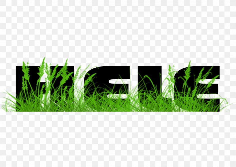 Lawn Meadow Green Graphics Grasses, PNG, 1169x827px, Lawn, Family, Grass, Grass Family, Grasses Download Free