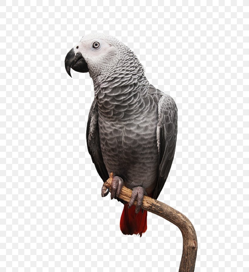 Parrot Bird Macaw Pet Cuba Libre, PNG, 600x896px, Parrot, African Grey, Animal, Beak, Bird Download Free