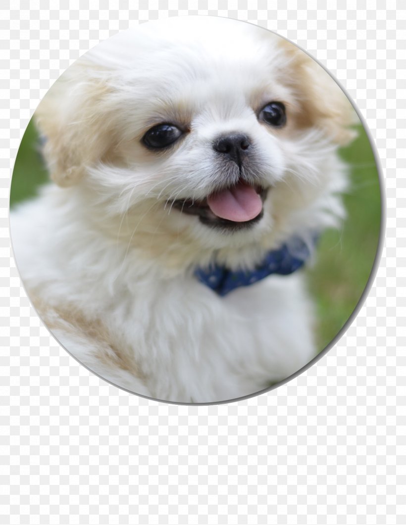 Tibetan Spaniel Shih Tzu Pekingese Chinese Imperial Dog Puppy, PNG, 1275x1650px, Tibetan Spaniel, Animal, Animal Shelter, Carnivoran, Cherokee County Georgia Download Free