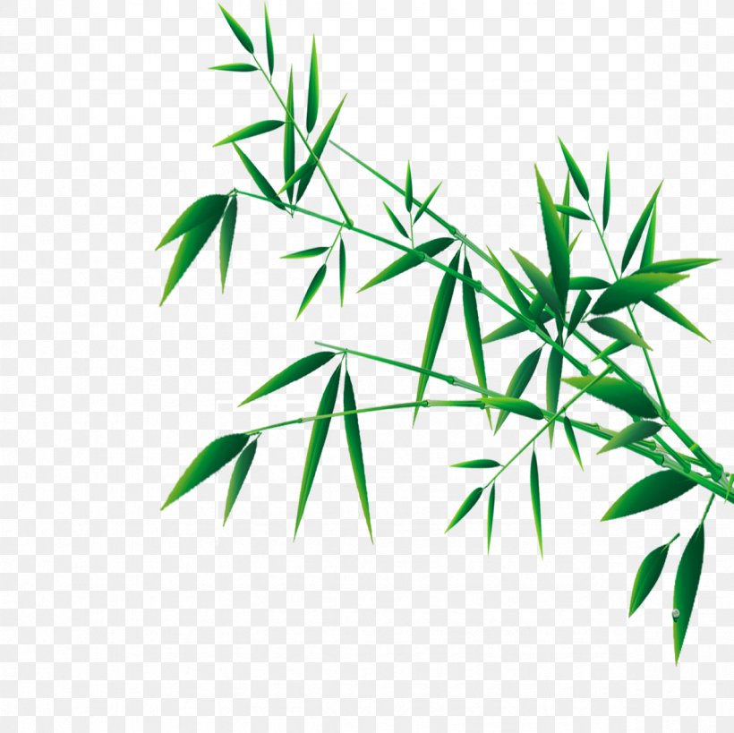 Bamboo Festival Clip Art, PNG, 1181x1181px, Bamboo, Branch, Festival, Grass, Green Download Free
