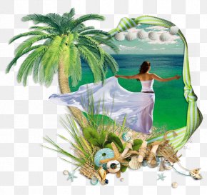 Organism Grass Palm Tree PNG