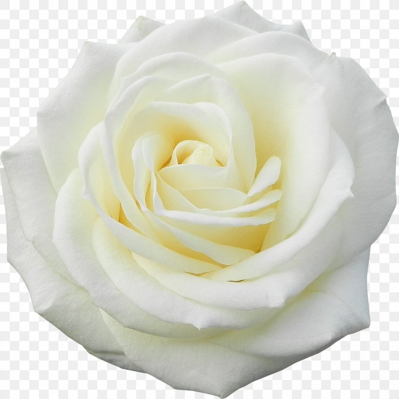 Garden Roses Flower White, PNG, 1136x1135px, Garden Roses, Centifolia Roses, Cut Flowers, Digital Image, Floribunda Download Free