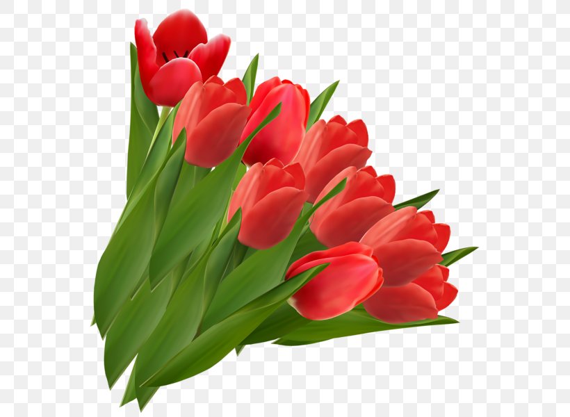 Tulip Flower Red Clip Art, PNG, 574x600px, Tulip, Blog, Cut Flowers, Floristry, Flower Download Free
