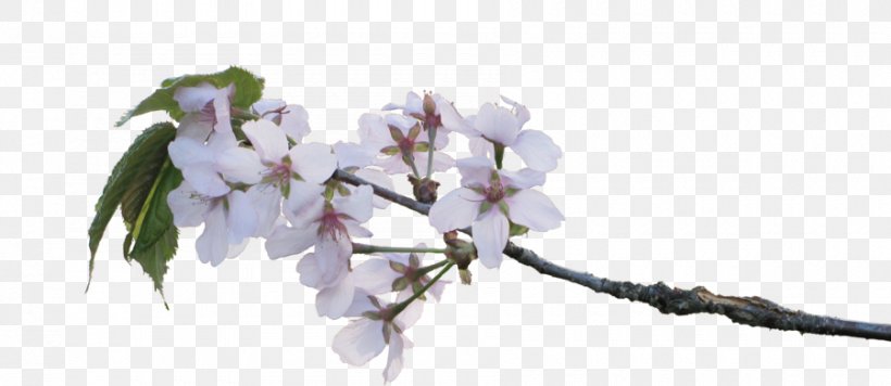 Cherry Blossom Twig Flower Branch, PNG, 900x391px, Cherry Blossom, Amalus, Apple, Blossom, Branch Download Free