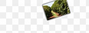 Coffee Plantation - Coffee Rectangle Plantation PNG