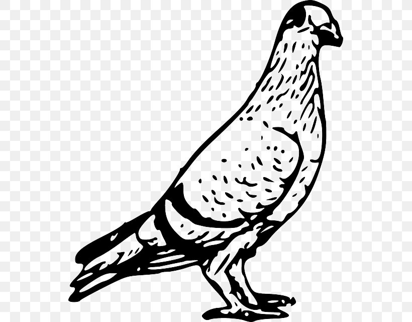 Domestic Pigeon Columbidae Bird Clip Art, PNG, 547x640px, Domestic Pigeon, Artwork, Beak, Bird, Black And White Download Free