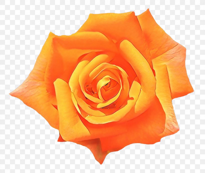 Garden Roses, PNG, 1650x1400px, Cartoon, Floribunda, Flower, Garden Roses, Hybrid Tea Rose Download Free