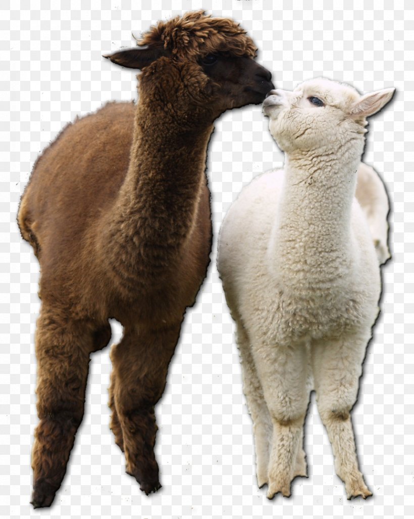 Alpaca Llama Vicuña Fur Terrestrial Animal, PNG, 860x1078px, Alpaca, Animal, Camel Like Mammal, Fur, Livestock Download Free
