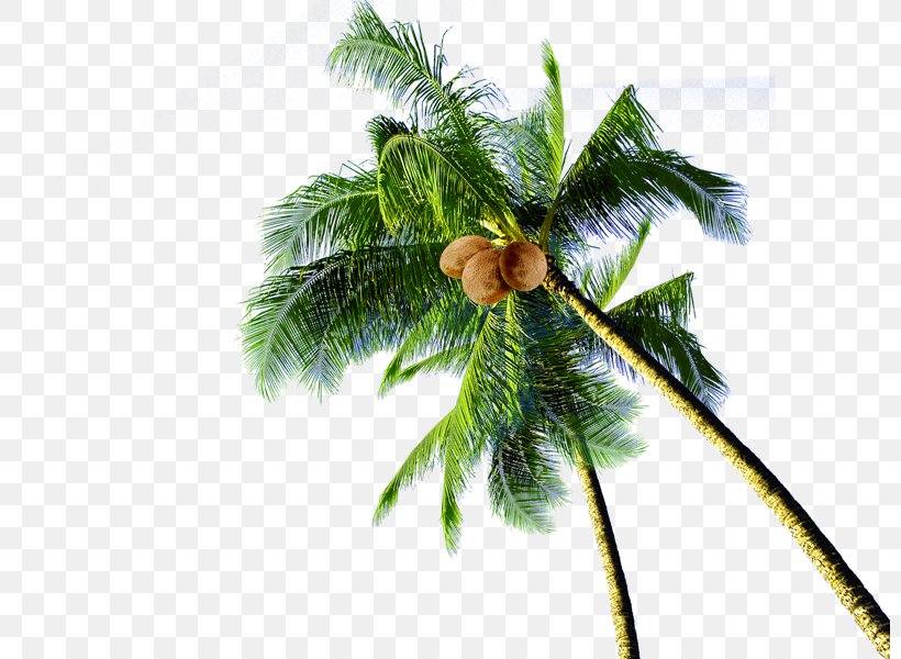 Coconut Tree Download, PNG, 800x600px, Coconut, Arecales, Branch, Chemical Element, Christmas Decoration Download Free