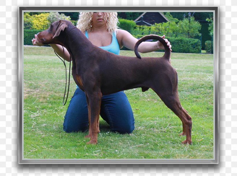 Dobermann German Pinscher Polish Hunting Dog Dog Breed Guard Dog, PNG, 840x625px, Dobermann, Breed, Carnivoran, Crossbreed, Dog Download Free