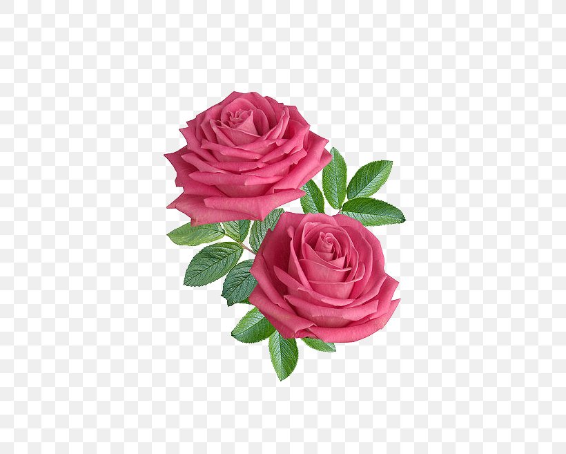Flower Rose Stock.xchng Clip Art, PNG, 460x657px, Flower, Black Rose, Cut Flowers, Floral Design, Floribunda Download Free