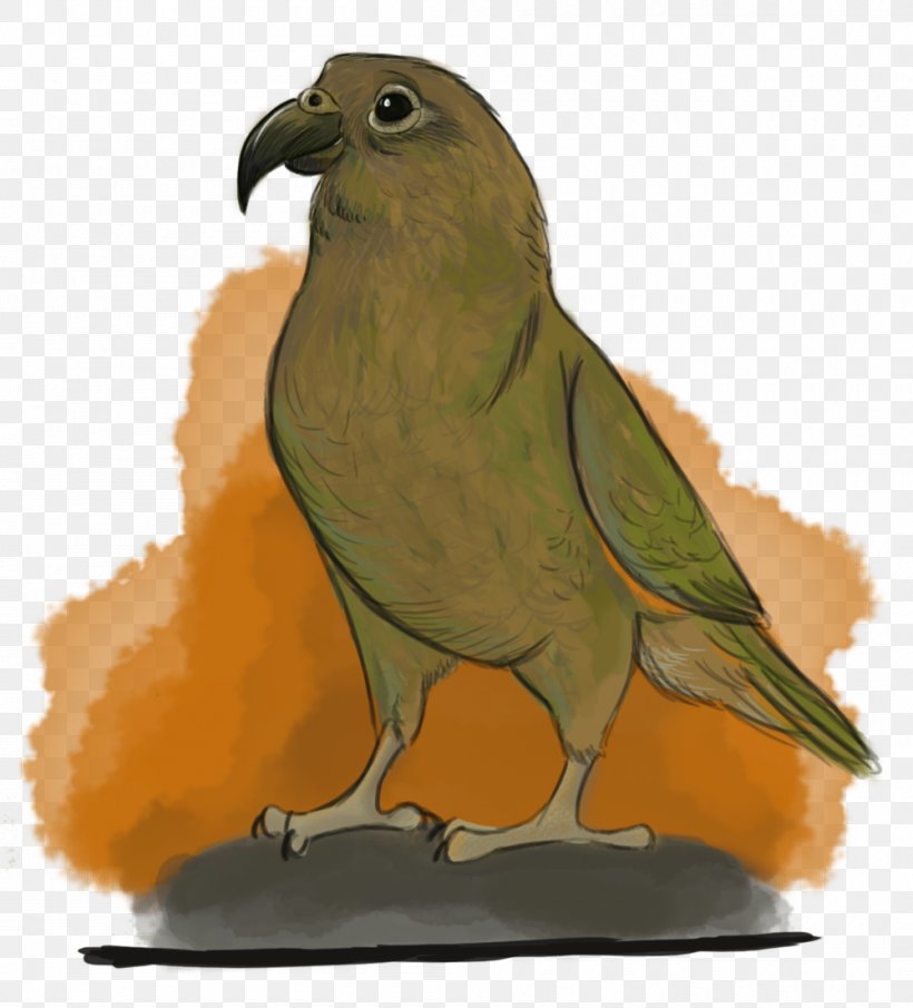 Hawk Parrot Beak Fauna Feather, PNG, 1000x1104px, Hawk, Beak, Bird, Bird Of Prey, Falcon Download Free