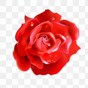 Rose - Shampoo Capelli Scalp Hair Garden Roses PNG