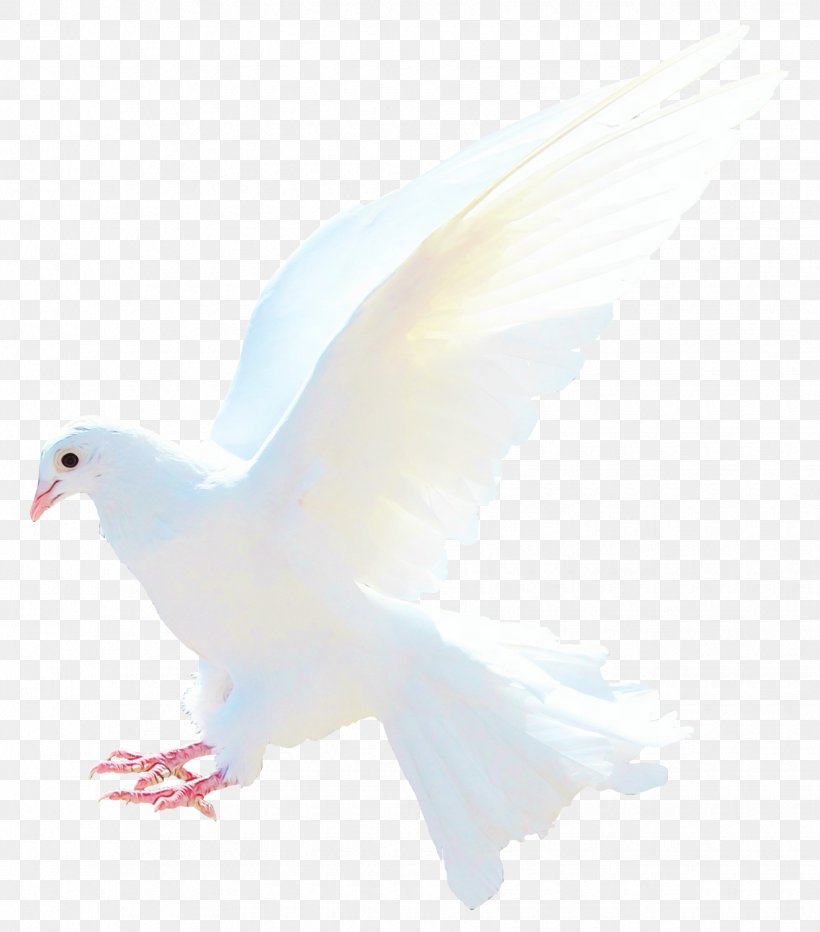 Tail Peace - Dove Bird PNG