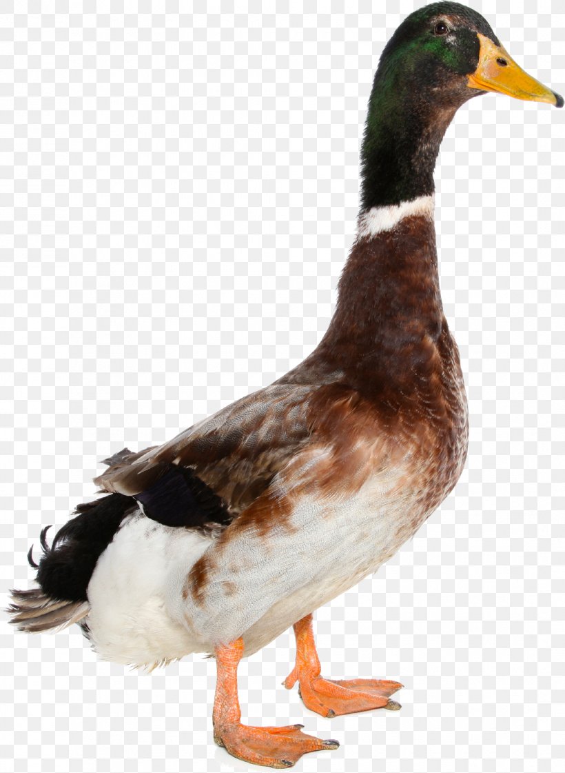 Mallard Goose Duck, PNG, 1070x1463px, Duck, Beak, Bird, Display Resolution, Ducks Geese And Swans Download Free
