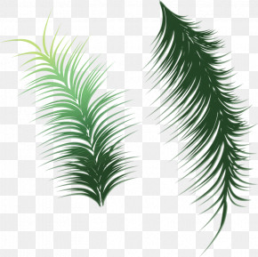 Palm Tree PNG