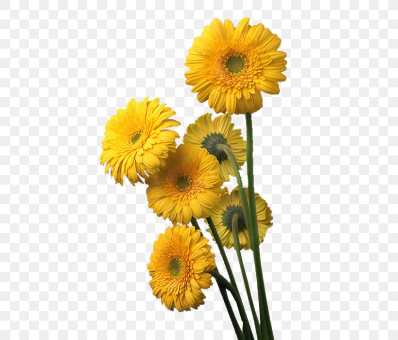 Transvaal Daisy Floristry Cut Flowers Petal, PNG, 431x700px, Transvaal Daisy, Annual Plant, Antwoord, Calendula, Chrysanthemum Download Free
