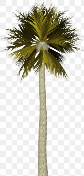 Palm Tree - Arecaceae Tree Coconut PNG