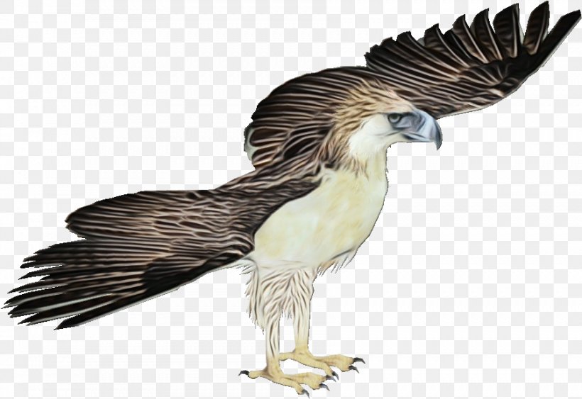 Eagle Bird, PNG, 902x620px, Watercolor, Accipitridae, Animal Figure, Bald Eagle, Beak Download Free
