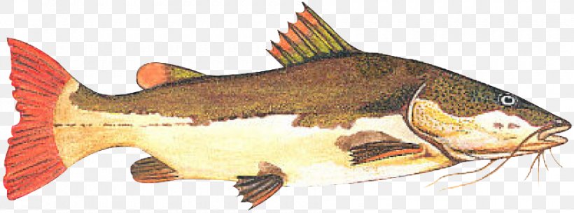 Redtail Catfish Fishing Tambaqui Piaractus Brachypomus, PNG, 900x335px, Redtail Catfish, Animal Figure, Bony Fish, Catfish, Cod Download Free
