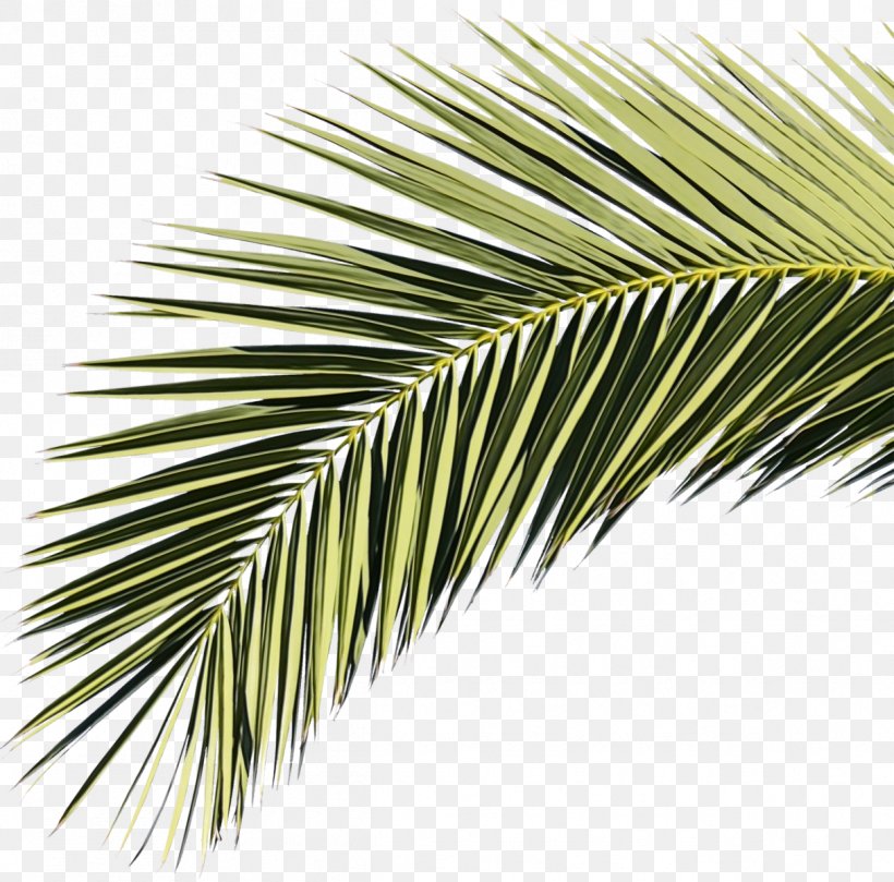 Coconut Tree Cartoon, PNG, 1215x1200px, Palm Trees, American Larch, Arecales, Asian Palmyra Palm, Borassus Download Free