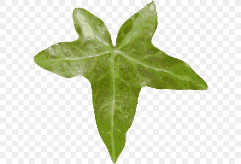 Common Ivy Leaf Vine Clip Art, PNG, 600x560px, Common Ivy, Common Fig, Drawing, Fig Leaf, Ivy Download Free