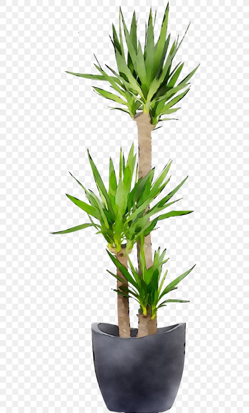 Houseplant Flowerpot Arecales Tree Plant Stem, PNG, 812x1360px, Houseplant, Arecales, Flower, Flowering Plant, Flowerpot Download Free