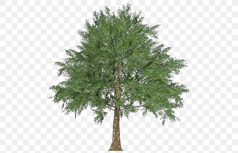Larch Norway Maple Tree Oak Evergreen, PNG, 750x527px, Larch, Architectural Engineering, Branch, Computer Software, Conifer Download Free