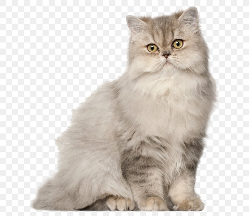 Persian Cat Munchkin Cat Exotic Shorthair Ragamuffin Cat Oriental