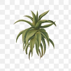 Hierba Ecommerce - Cape Aloe Botanical Illustration Fernet-Branca Drawing PNG