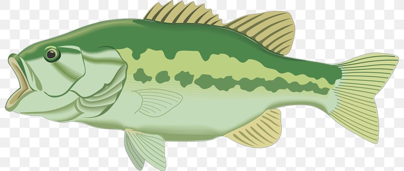 Clip Art Largemouth Bass Bass Fishing Image, PNG, 800x348px, Bass, Animal Figure, Bass Boat, Bass Fishing, Drawing Download Free