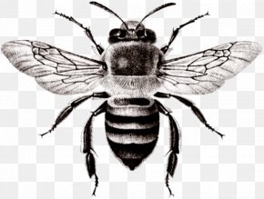 Bee - Honey Bee Amblyomma Variegatum Insect PNG