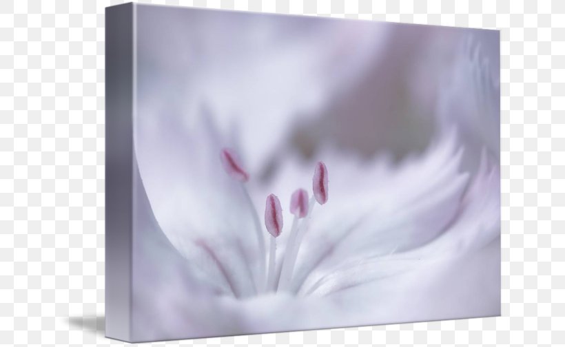 Picture Frames Close-up, PNG, 650x504px, Picture Frames, Closeup, Flower, Lilac, Petal Download Free