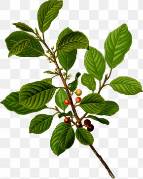 Berries - Alder Buckthorn Cascara Buckthorn Rhamnus Cathartica Frangula Californica PNG