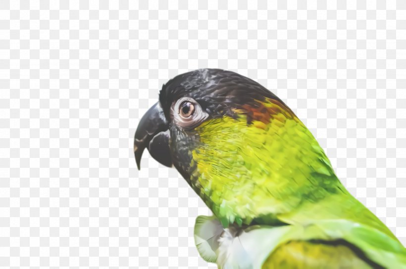 Colorful Background, PNG, 2452x1632px, Parrot, Adaptation, Animal, Beak, Bird Download Free