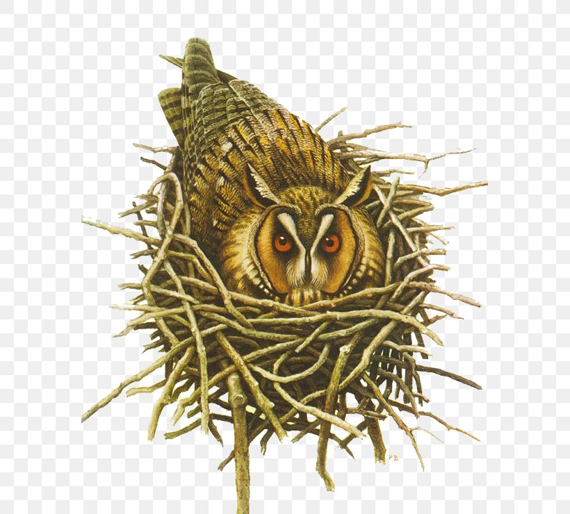 Long-eared Owl Bird Of Prey Bird Nest, PNG, 585x740px, Owl, Animal, Beak, Bird, Bird Nest Download Free