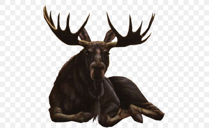 Moose Roe Deer Reindeer Elk, PNG, 600x501px, Moose, Animal, Antler, Deer, Elk Download Free