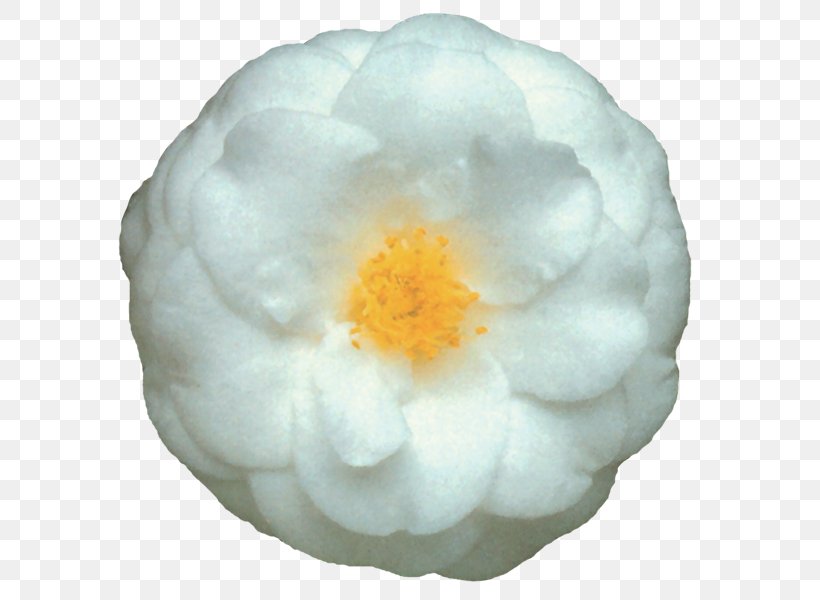 Japanese Camellia Double-flowered Garden Bodendecker-Rose, PNG, 600x600px, Japanese Camellia, Bodendeckerrose, Camellia, Centimeter, Color Download Free