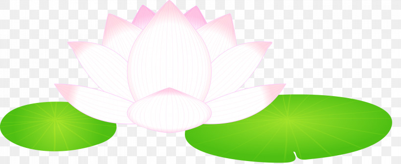 Lotus Flower, PNG, 3000x1232px, Lotus, Flower, Green, Leaf, Lotus Family Download Free