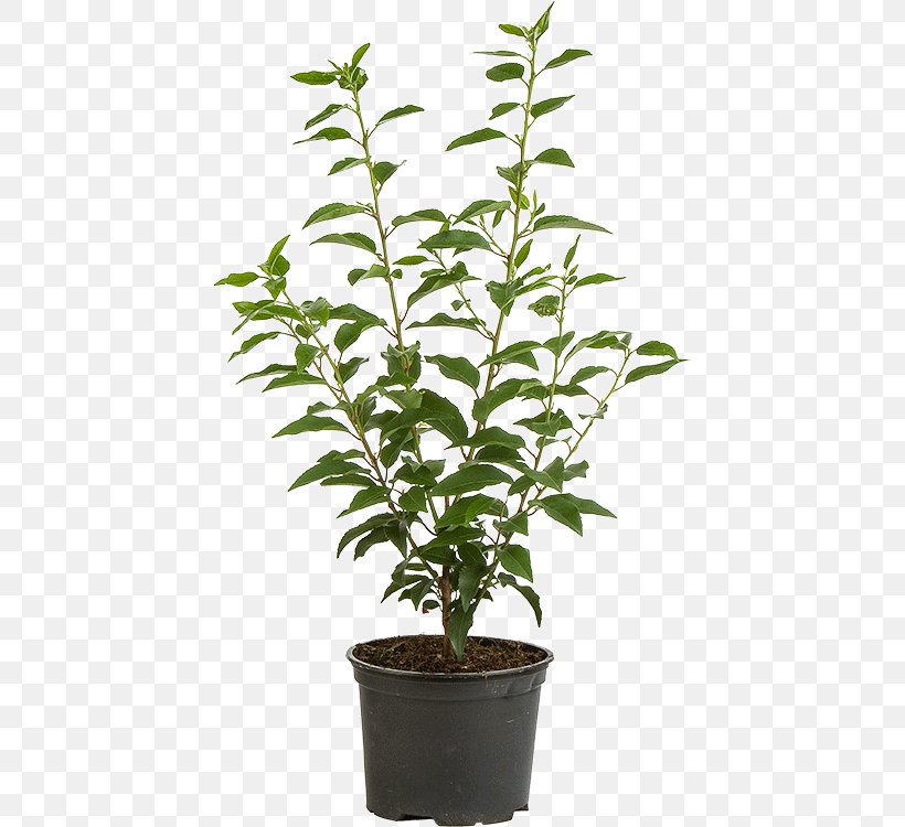 Portuguese Laurel Flowerpot Cherry Laurel Branch Evergreen, PNG, 434x750px, Flowerpot, Bay Laurel, Branch, Centimeter, Cherry Laurel Download Free