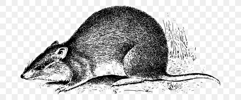 Rat Mouse Bandicoot Marsupial New Guinea, PNG, 680x340px, Rat, Animal, Bandicoot, Black And White, Carnivoran Download Free