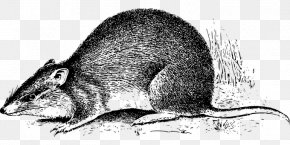 Rat - Rat Mouse Bandicoot Marsupial New Guinea PNG