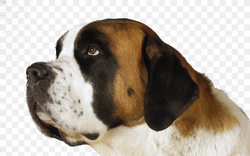 St. Bernard Entlebucher Mountain Dog Moscow Watchdog Shar Pei Puppy, PNG, 1920x1200px, St Bernard, Animal, Canidae, Dog, Dog Breed Download Free