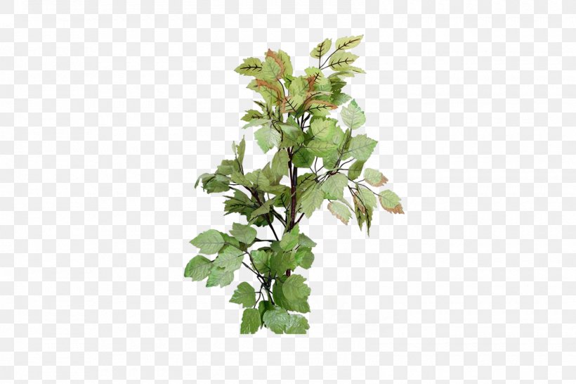 Arbol9 Price Dubina Reference, PNG, 1600x1067px, Price, Branch, Centimeter, Dubina, Flower Download Free
