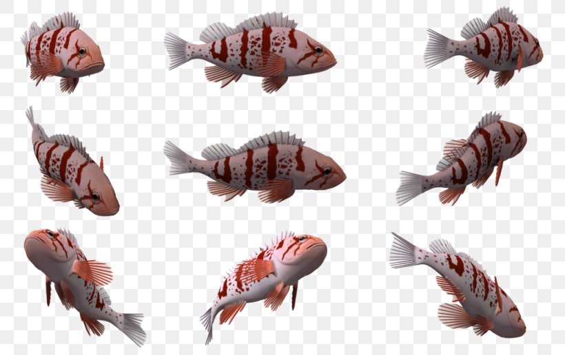 Fish Marine Mammal Marine Biology, PNG, 1024x645px, 3d Computer Graphics, Fish, Animal, Animal Source Foods, Claw Download Free
