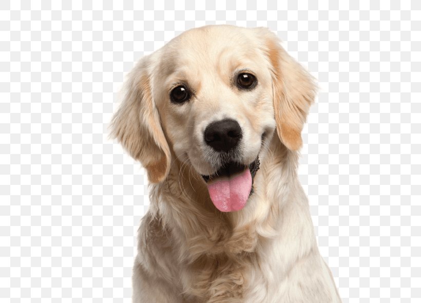 Golden Retriever Labrador Retriever Puppy, PNG, 622x590px, Golden Retriever, Boo, Breed, Carnivoran, Companion Dog Download Free
