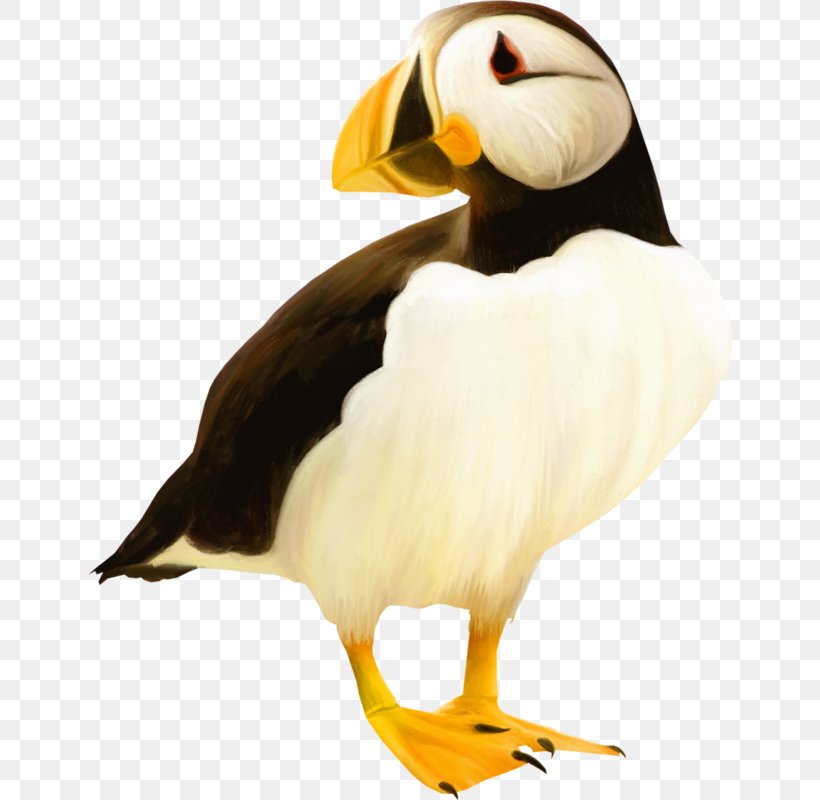 Puffin Bird Beak Toucan Clip Art, PNG, 646x800px, Puffin, Beak, Bird, Charadriiformes, Drawing Download Free