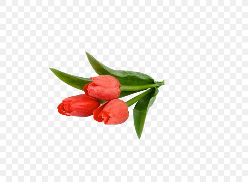 Tulip Flower Petal Clip Art, PNG, 600x600px, Tulip, Bud, Coreldraw, Cut Flowers, Flower Download Free