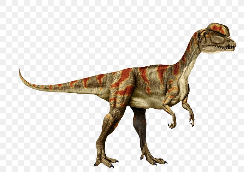 Tyrannosaurus Dilophosaurus Velociraptor Clip Art, PNG, 800x579px, Tyrannosaurus, Allosaurus, Animal Figure, Carnivore, Dilophosaurus Download Free